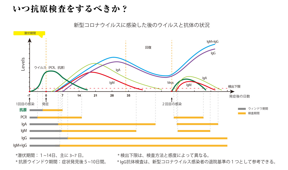 いつ抗原検査をするべきか? 新型コロナウイルスに感染した後のウイルスと抗体の状況